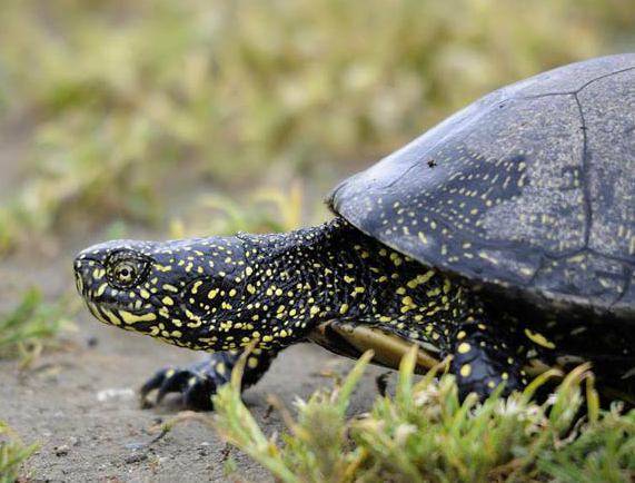 Европейская болотная черепаха в домашних условиях (черная с желтыми пятнами): содержание, фото, кормление, уход, продолжительность жизни, условия, обогрев, спячка, размножение