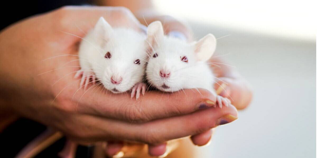 Дрессировка крыс — учим в домашних условиях трюкам и командам