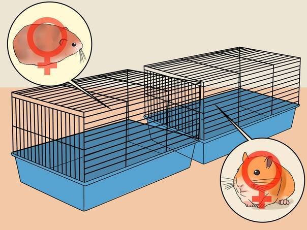 Размножение джунгарских хомяков в домашних условиях: информация о разведении и спаривании