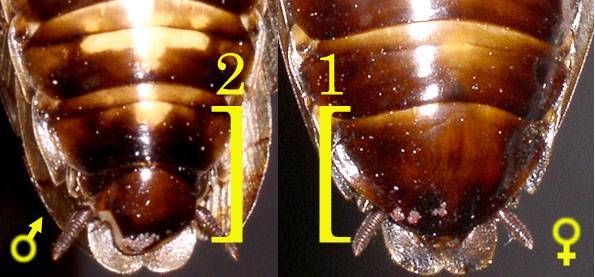 ❶ как быстро размножаются тараканы в квартие: как плодятся (спариваются), как отличить беременную сумку (матку) от самца, отличия, полный цикл размножения от спаривания, вылупления, до взрослой особи домашнего вида