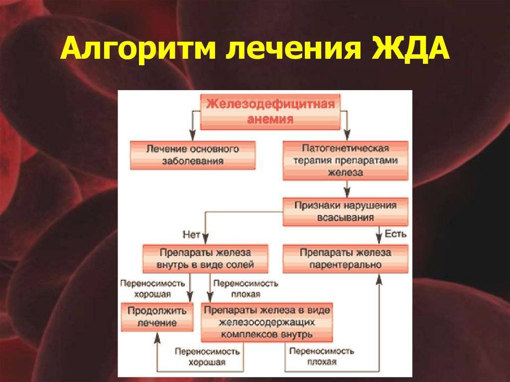 Анемия сопровождается. Схема терапии железодефицитной анемии. Схема лечения железодефицитной анемии. В12 анемия. Патогенез железодефицитной анемии.