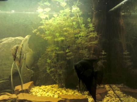Почему вода в аквариуме с черепахой быстро становится грязной