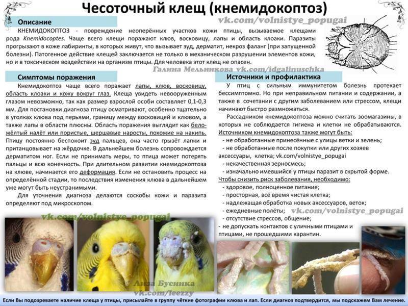 Классификация болезней попугаев