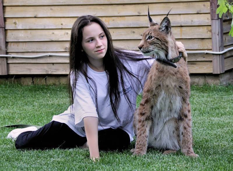 ᐉ какая порода кошек похожая на рысь? - zoomanji.ru