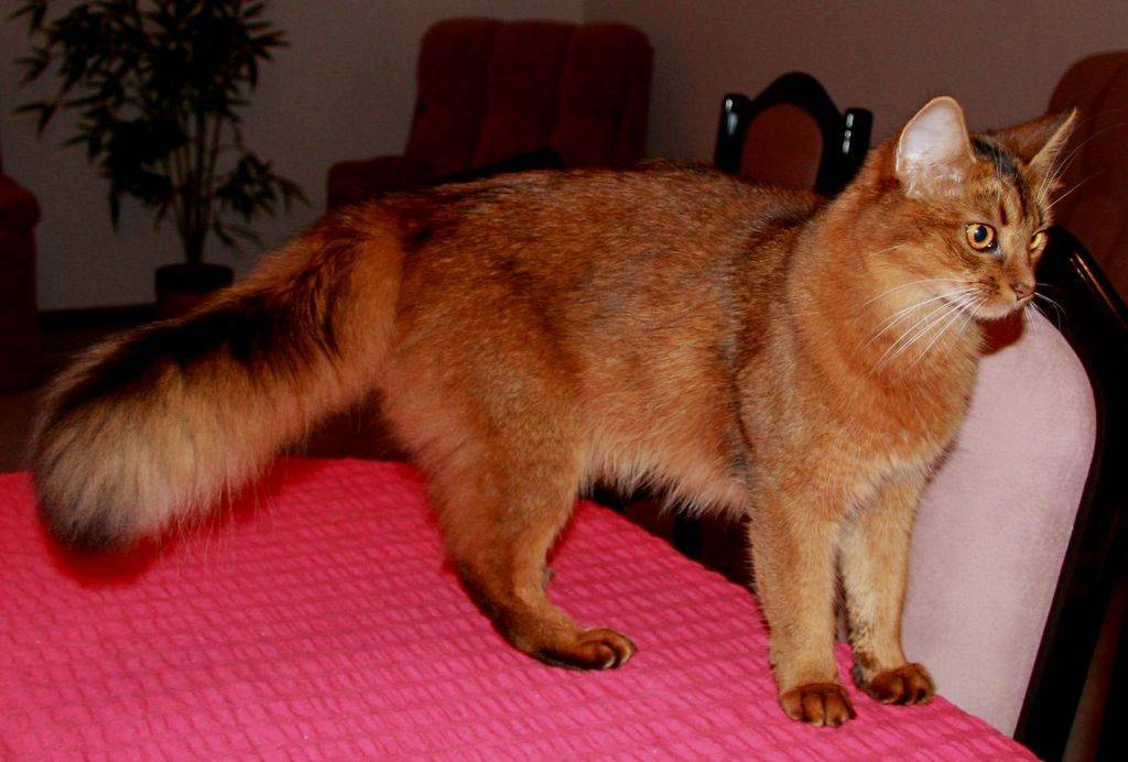 Сомалийская кошка от а до я - особенности породы