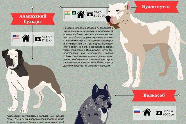 Список опасных пород собак в россии 2019 — о чем говорит федеральный закон с новыми поправками