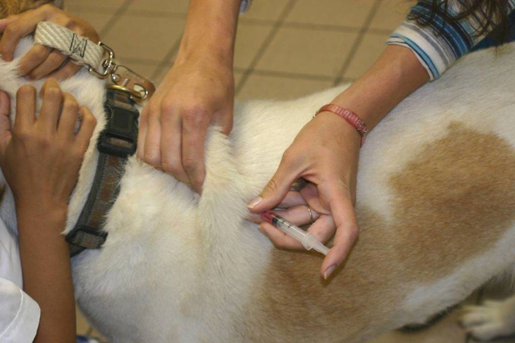 Как сделать прививку собаке самостоятельно и можно ли это делать