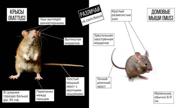 Чем отличается мышь от крысы: внешний вид и поведенческие особенности