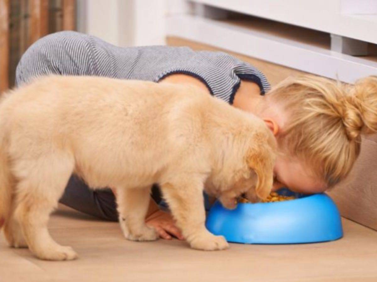 Собаки, особенности кормления собак мелких пород, рекомендации по составлению рациона