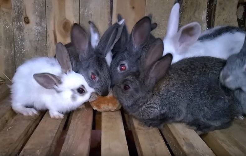 Кормление кроликов хлебом — польза и вред изделий из хлеба, правила и рекомендации по кормлению