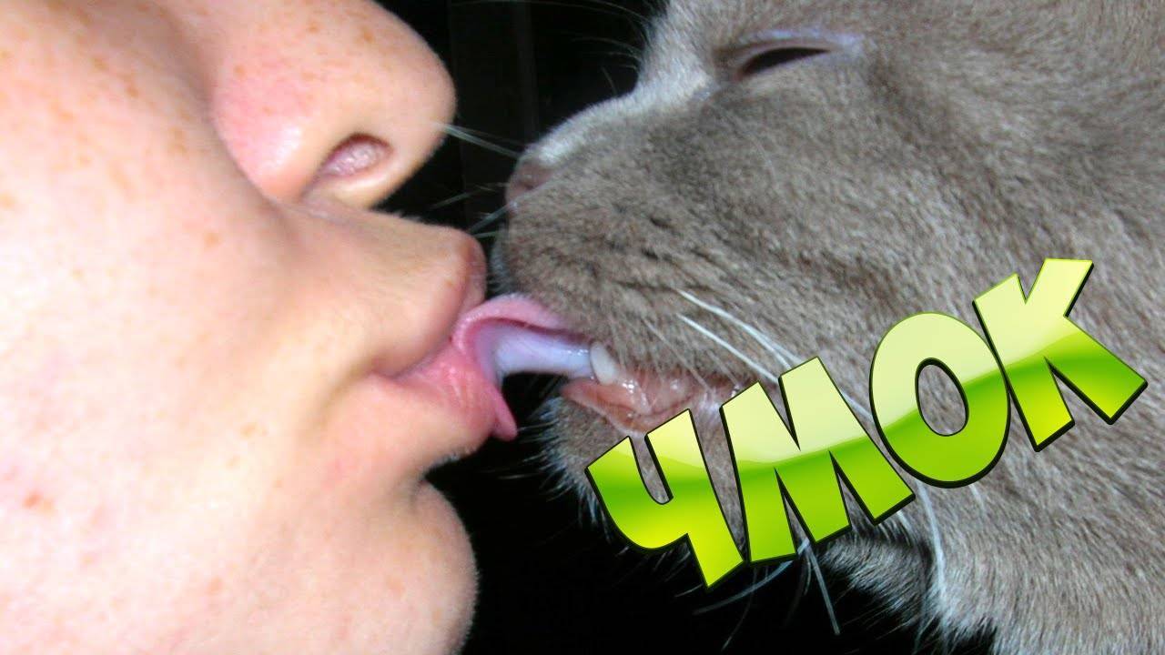 Почему нельзя целовать кошек и котов