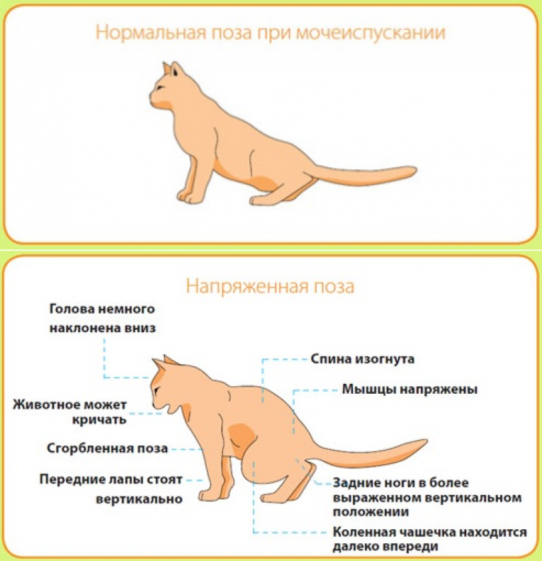 Самые частые кошачьи заболевания: причины и симптомы | ветмед