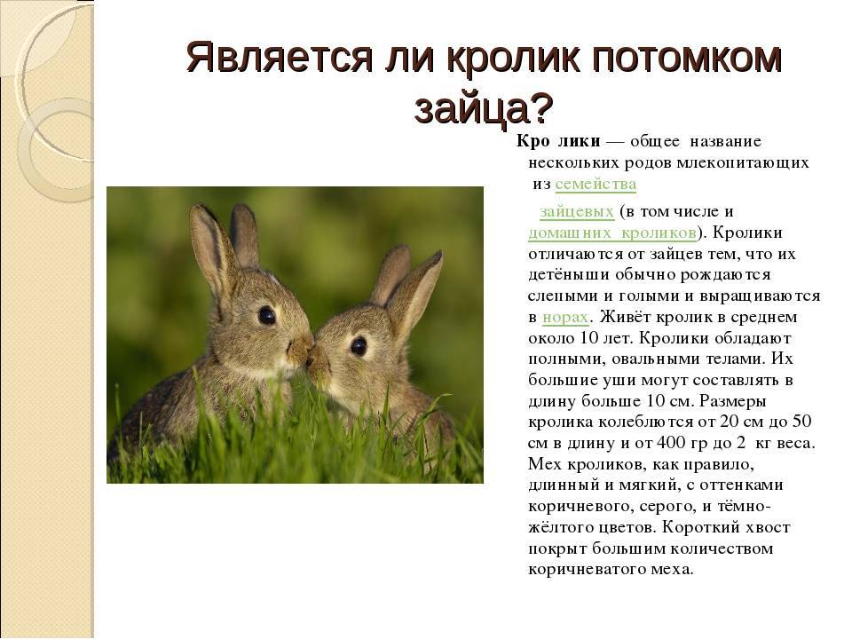 ᐉ к какому семейству относятся кролики - zoomanji.ru