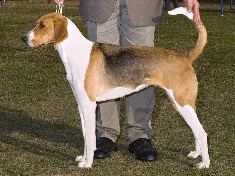 Описание породы собак английский фоксхаунд: характер, уход, предназначение