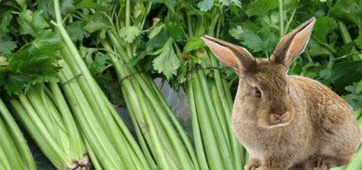 Можно ли давать кроликам сельдерей и как правильно кормить