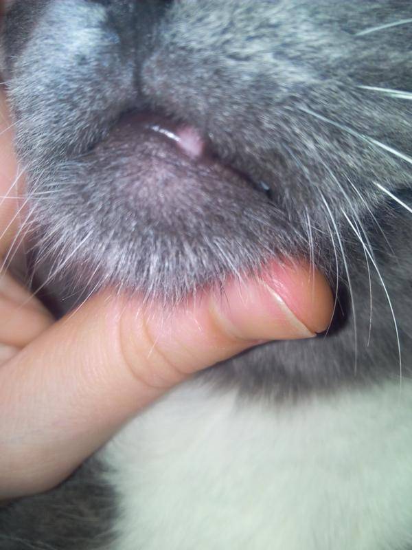 Язва на губе у кошки