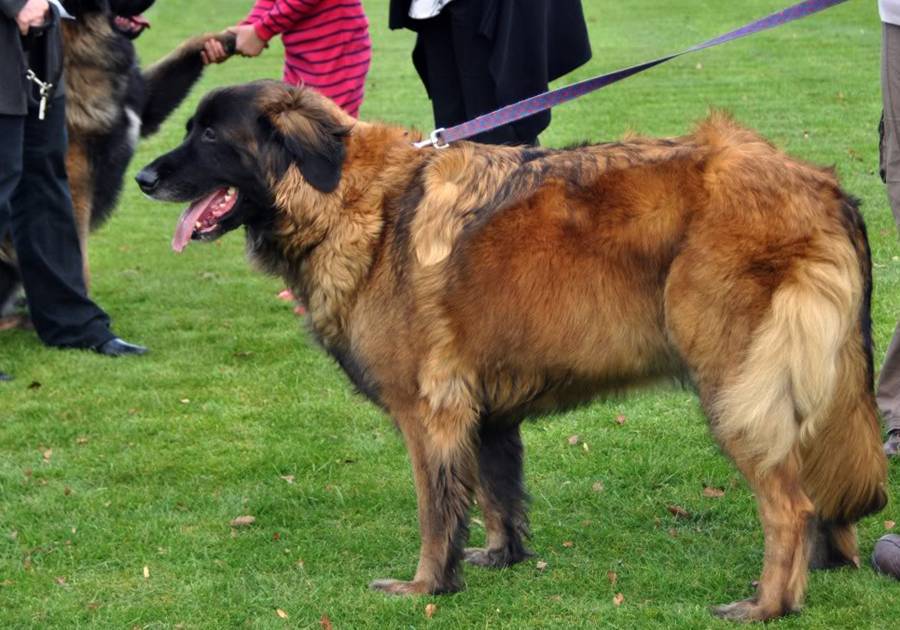 Виды овчарок и их разновидности с фото, чем отличаются овчарки | for-pet