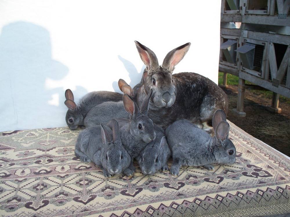 Кролики породы Рекс: карликовые и большие