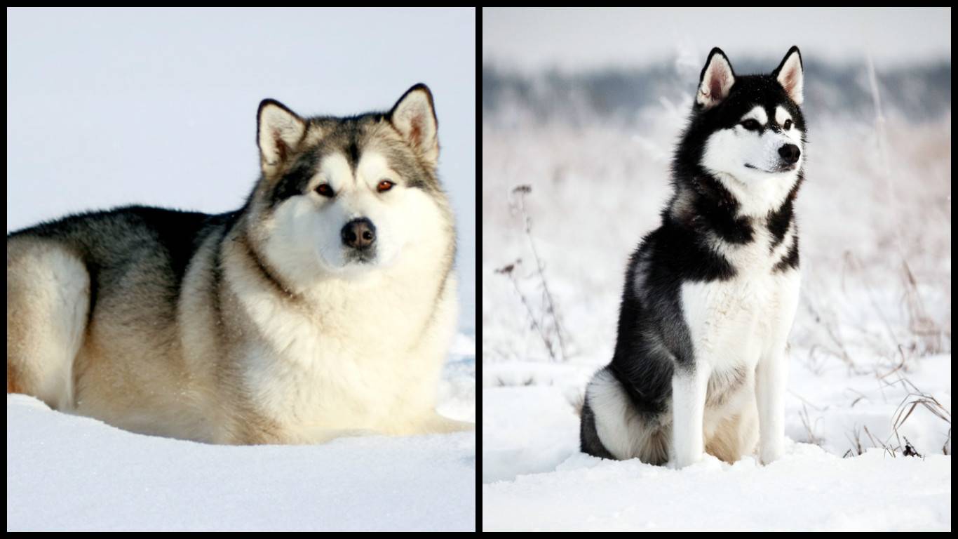 Похожие на хаски собаки: какие это породы, как они выглядят, какие у них имеются особенности, что есть общего и в чем отличия