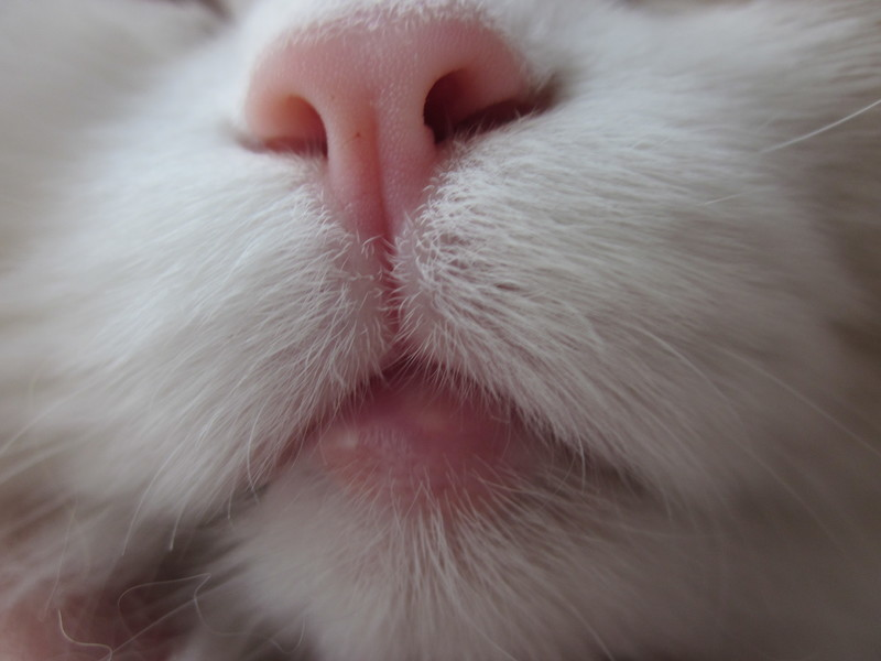 Эозинофильная гранулёма у кошек: причины, симптомы и способы лечения заболевания