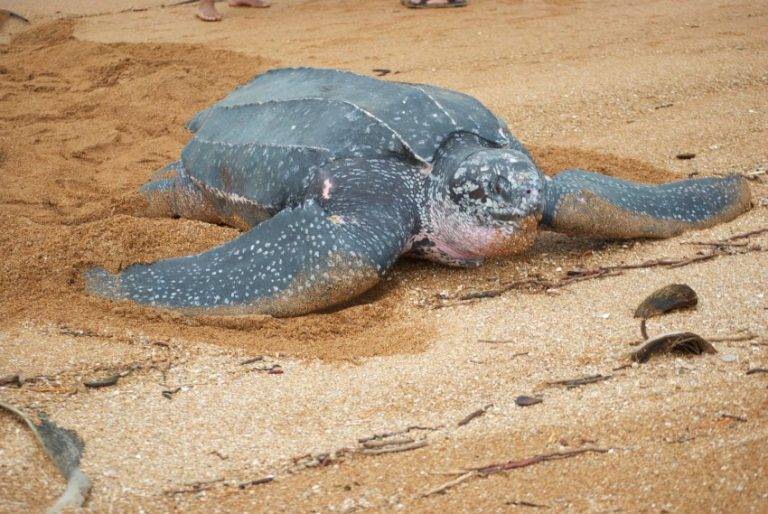 Кожистая черепаха: описание, ареал обитания, образ жизни, интересные факты