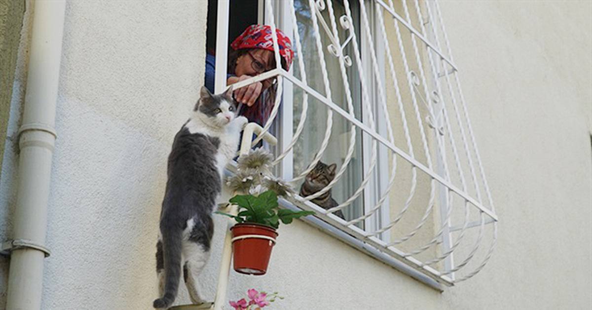 Кот ушел из дома и не вернулся: что делать, как долго по времени гуляют, как предотвратить