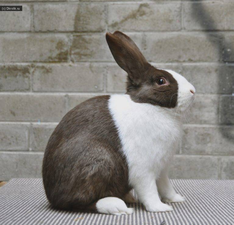 ᐉ голландский кролик: характеристика породы, характер, кормление и уход - zooon.ru