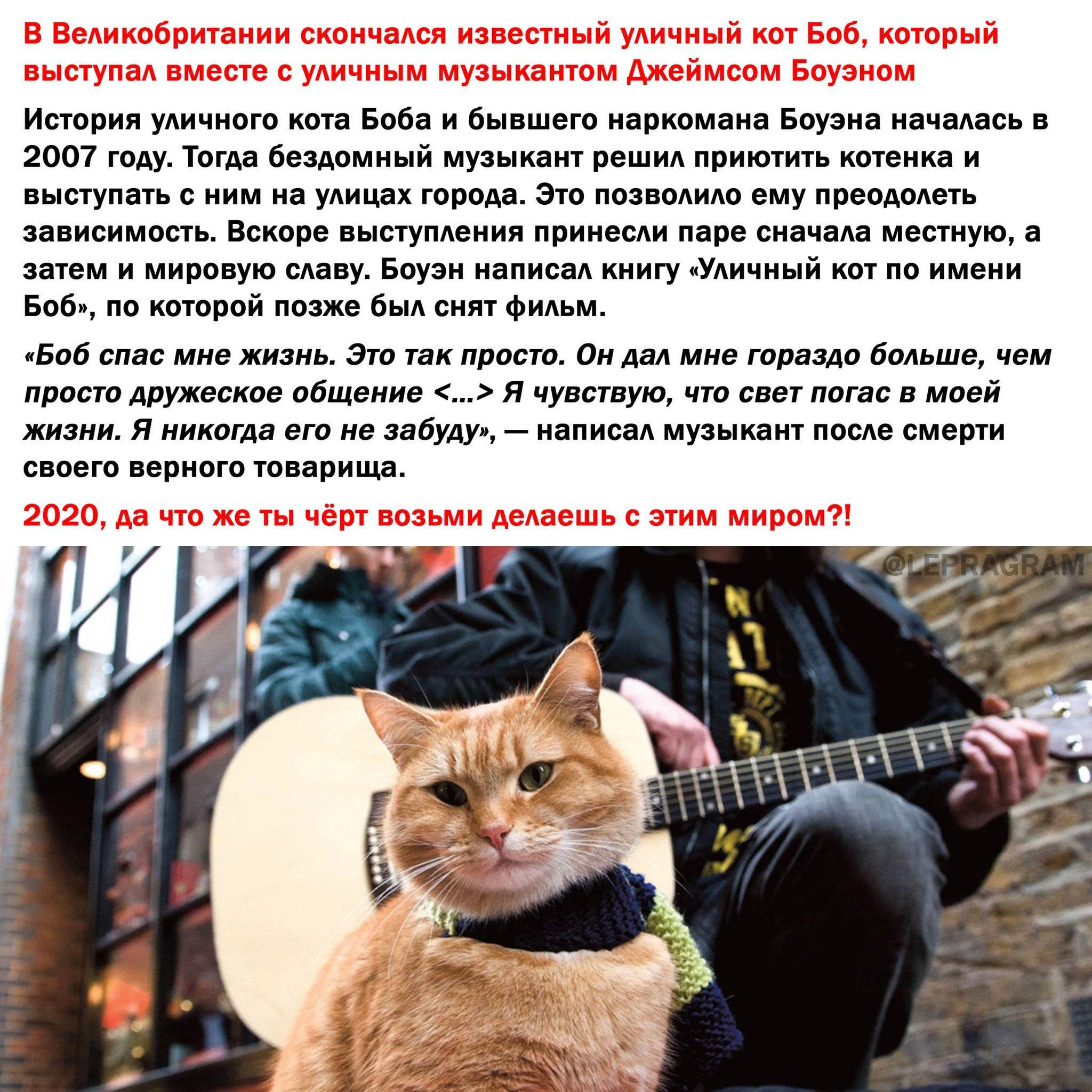 Чем уличный кот отличается от домашнего - gafki.ru