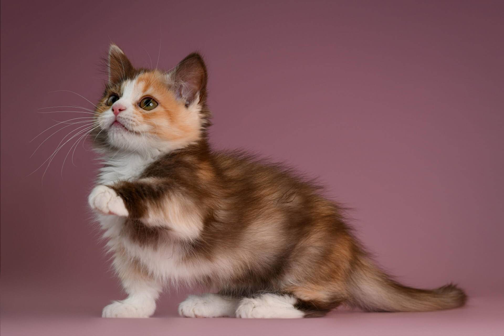 Коротколапые кошки: обзор пород, фото