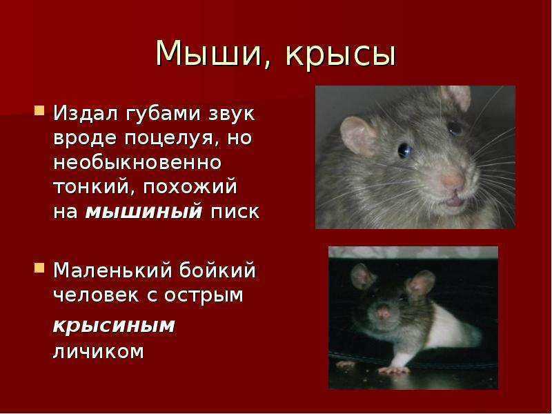 Писк крысы