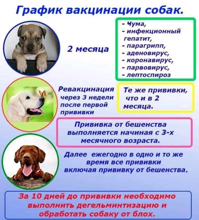 Дегельминтизация котят схема