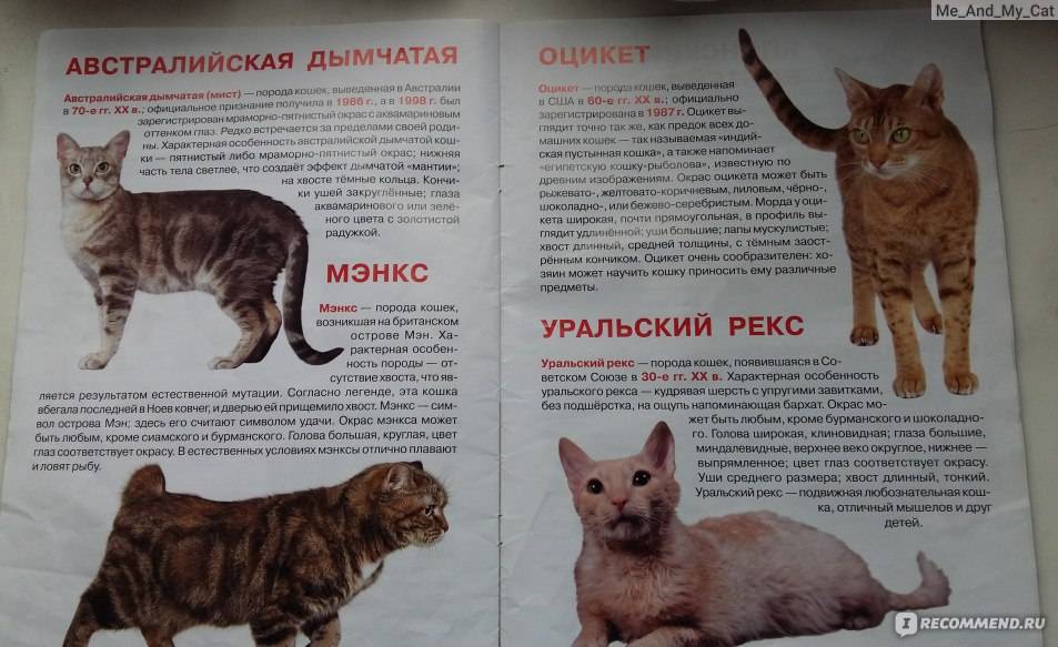 Американская короткошерстная кошка: фото, окрас, описание кошки, характер, здоровье и чем кормить, исторяи происхождения | for-pet
