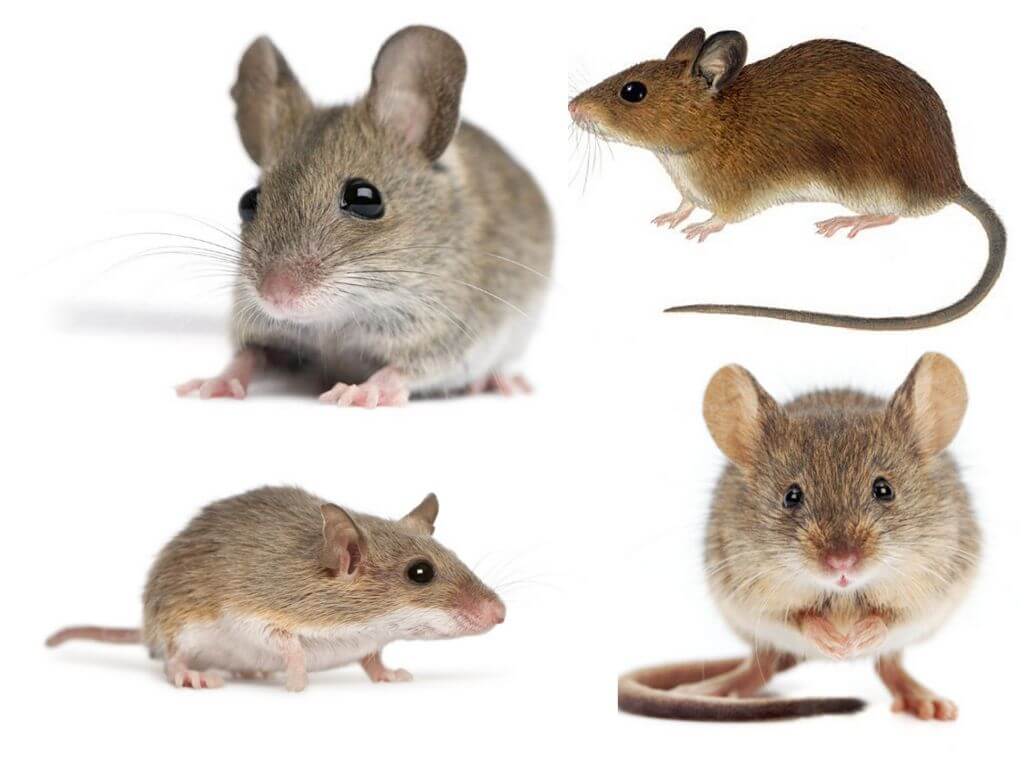 Крысы и мыши – чем они отличается