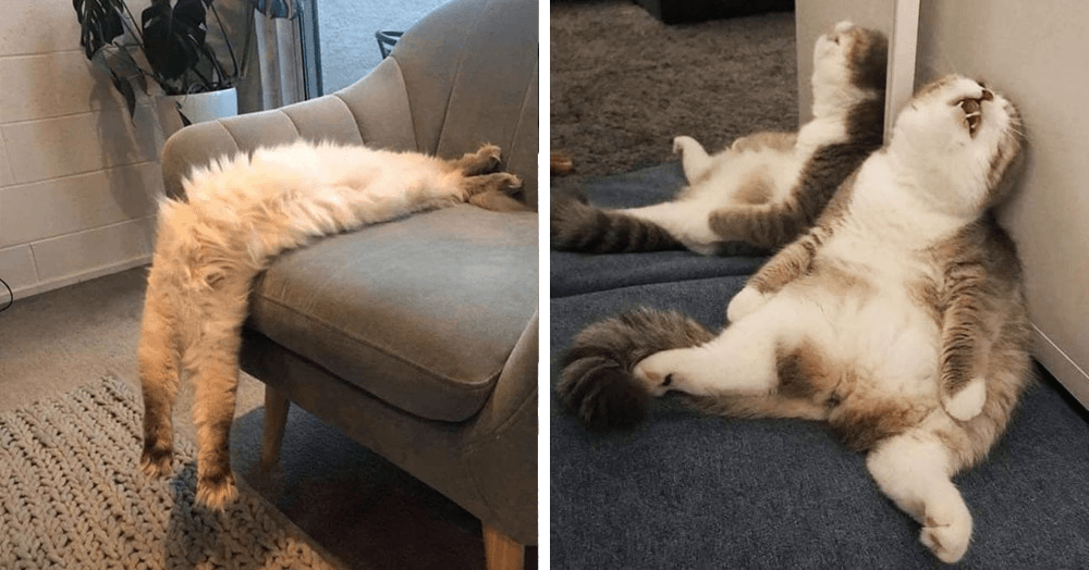 85 умильных фото спящих кошек, которые своим видом поднимут настроение до 100 процентов (особенно полезно для тех, у кого стресс)