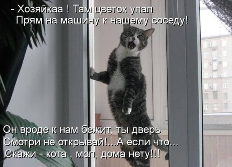 Что делать если убежала кошка: как наиболее быстро найти на улице при потере