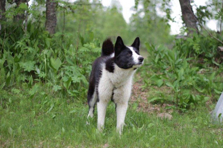 Карельская медвежья собака: фото, описание породы, отзывы, видео, болезни