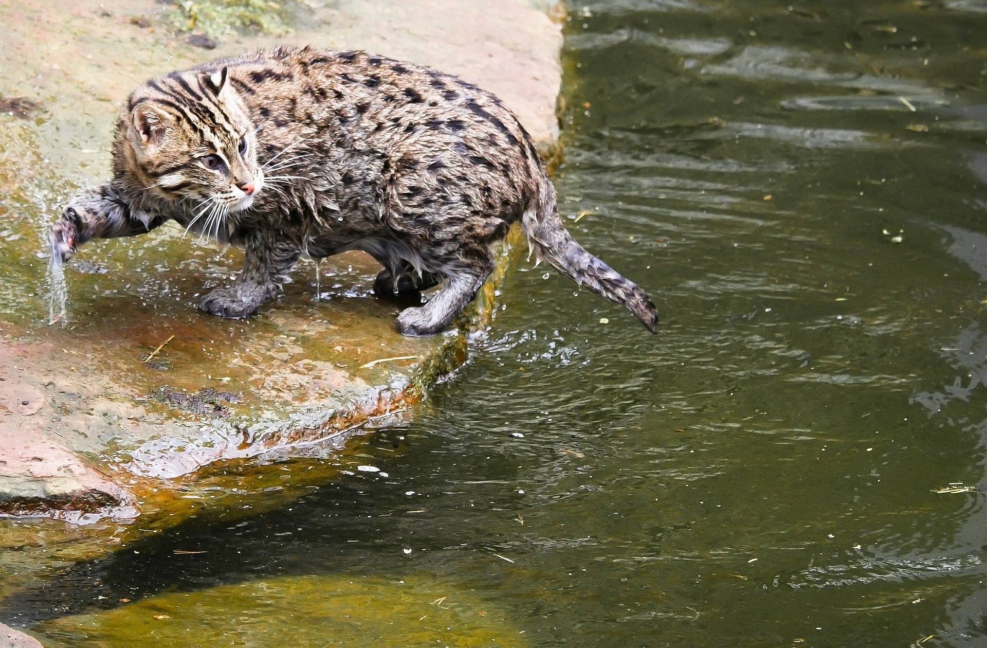 Виверровый кот-рыболов