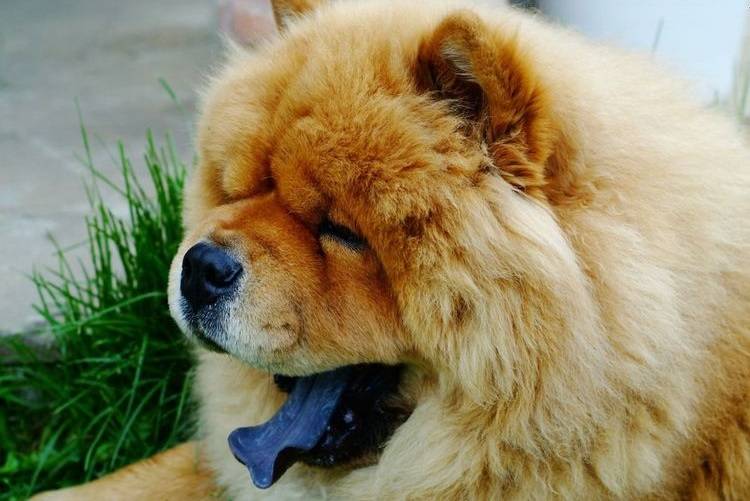 Чау-чау – описание породы собак с синим языком