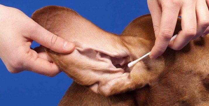 Как ухаживать за ушами собаки