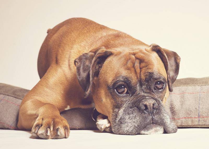 10 пород собак, склонных к ожирению — сайт эксперта по животным — howmeow