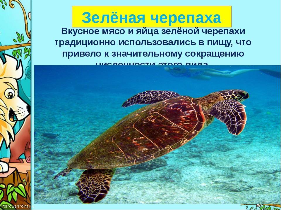 Животные красной книги россии: полный список с фото и описанием