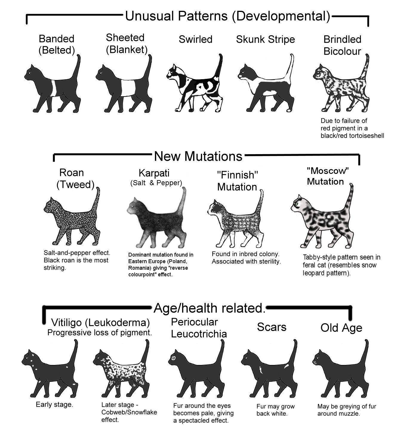 Способы определить породу своей кошки или кота по окрасу