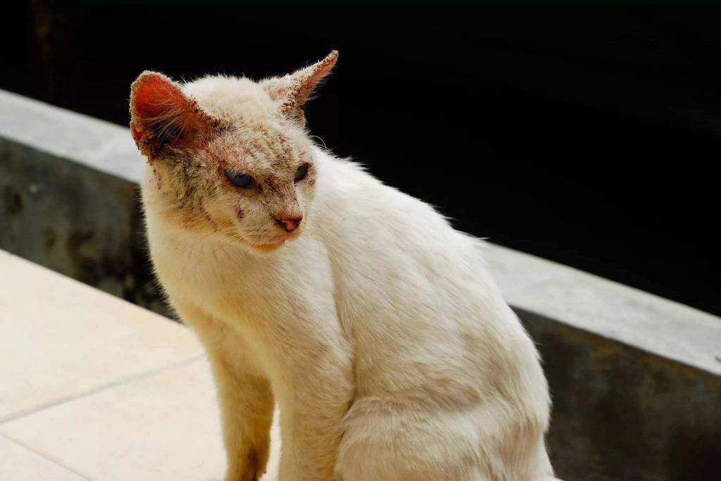 Нотоэдроз у кошек: возбудитель, симптомы, лечение и фото