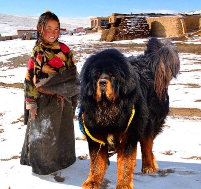 Тибетский мастиф: фото, описание породы собак и характер | фото