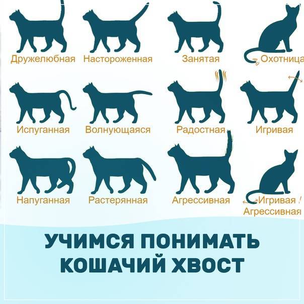 Если кошка лежа виляет хвостом. что означает дрожащий хвост у вашей кошки? если кот шевелит хвостом пугает весь дом или нет, что это значит