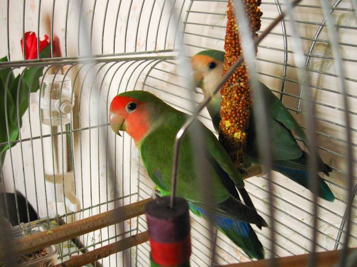 Попугай дома плюсы и минусы: стоит или нет покупать, отзывы о содержании в квартире владельцев волнистых птиц