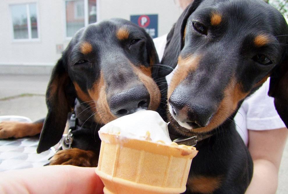 Почему собакам нельзя сладкое? отвечает ветеринар
