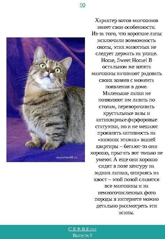 Сибирская кошка: описание породы, характер, содержание и фото