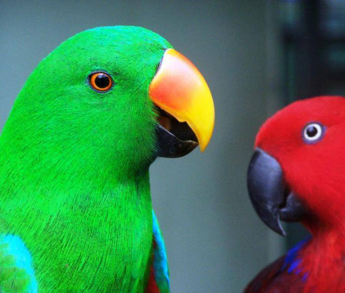 Волнистый попугай (55 фото): описание желтых и зеленых попугайчиков, а также других разновидностей. особенности самок и самцов, отзывы владельцев