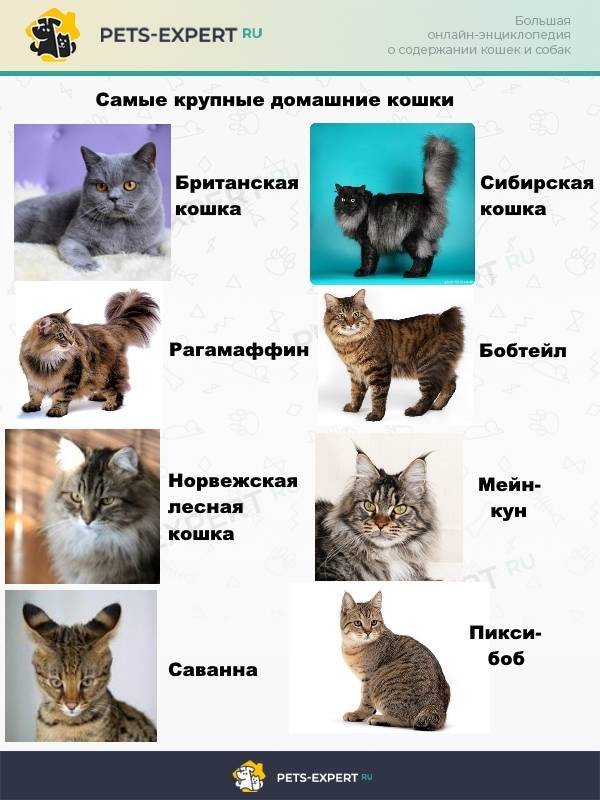 Как организовать бизнес по разведению породистых кошек